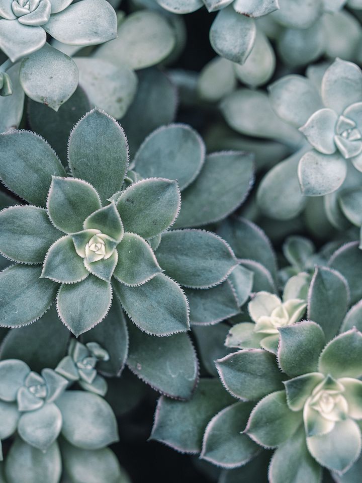 Succulent product image (1)