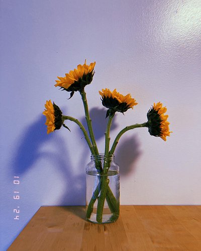 Thanks for the lovely flowers, Daniel. 🌻
