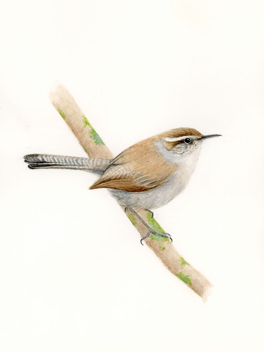 Bewick's Wren - giclée print product image (1)