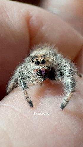moment of spider face-cleaning zen. poets je tanden!

#regaljumpingspider #spood #jumpingspidersoftheworld #webpuppy #petspid...