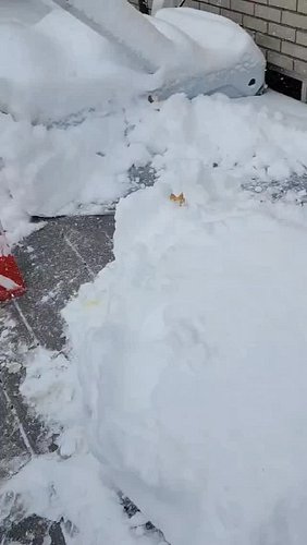 Bailey venturing out in the snow ❄️ 
#Dog #Schnauzer #schnauzerantic #firstsnowfall #dogsinsnow #dogsofinstagram #dogfun