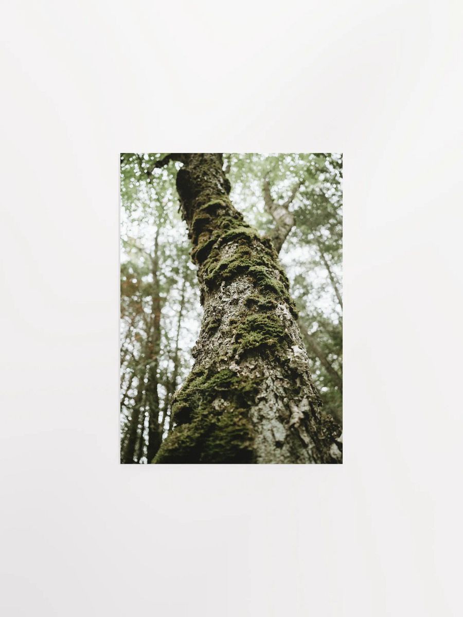 “The Old Ones” – Mossy Forest Tree Art Print product image (4)