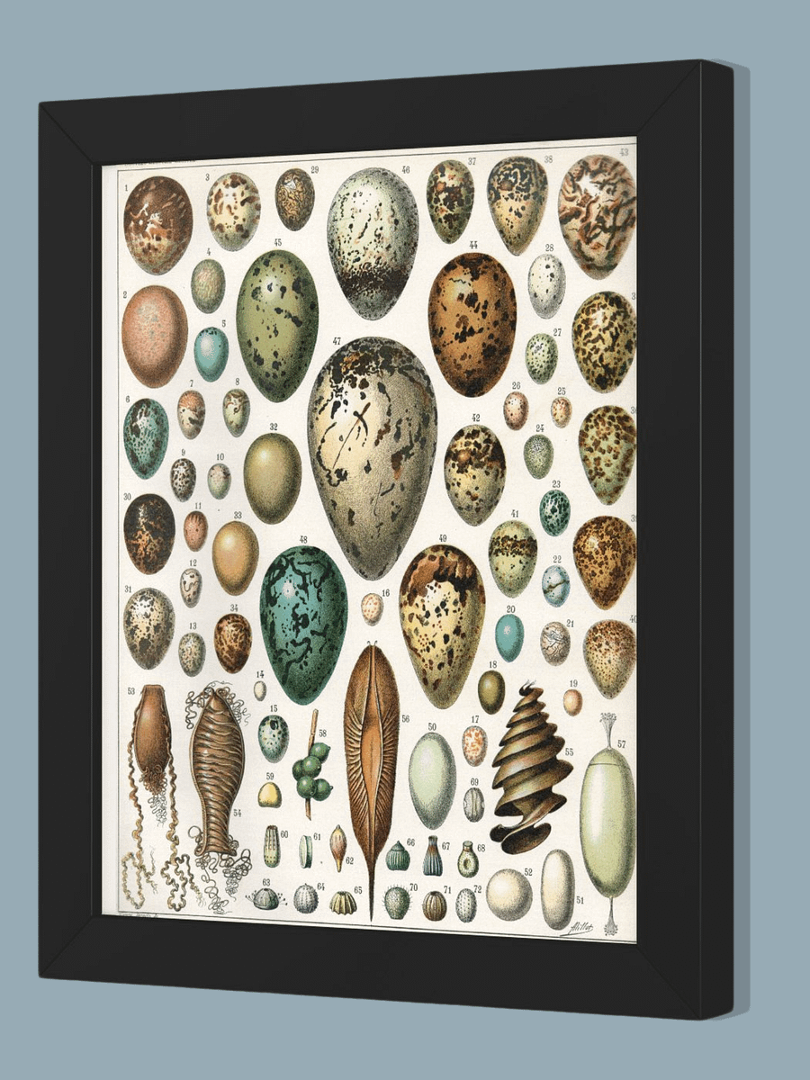 Oeufs, Nouveau Larousse Illustré 1897-1904 product image (3)