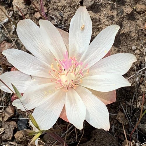Lewisia rediviva, Bitterroot. This year we only saw buds and finished flowers in the scablands. The timing and the weather ha...