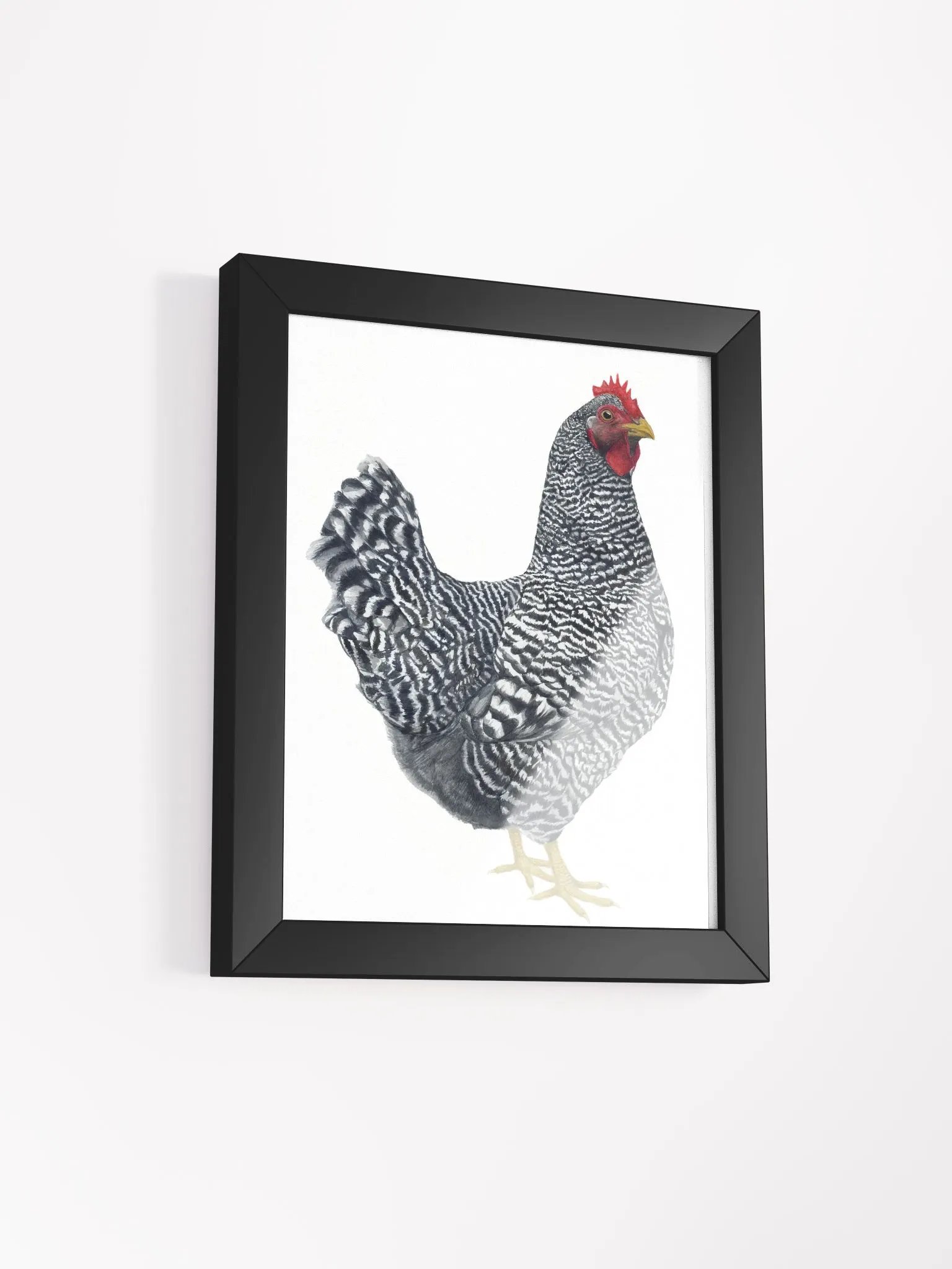 Plymouth Rock Chicken - framed print product image (17)