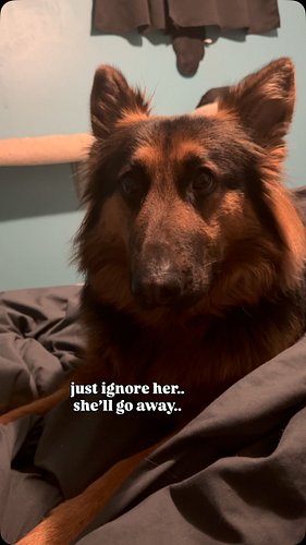 Kya actually loves when the camera is on her… lol

.

.

.

.
#dogs #dogsofinstagram #germanshepherd #germanshepherdpuppy #ge...