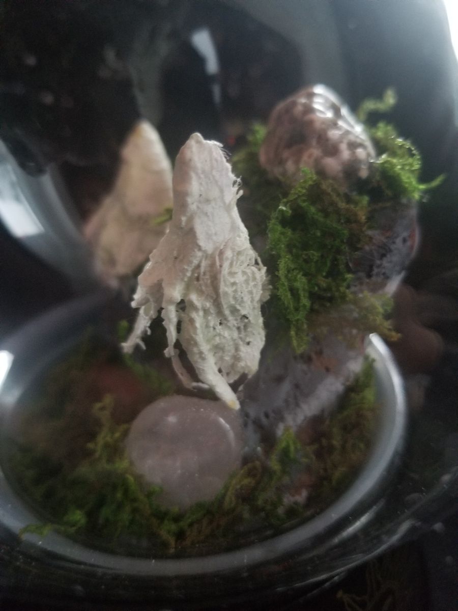 Haunted Terrarium Jar, A product image (4)