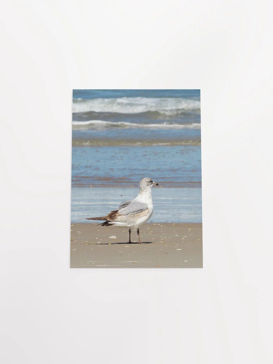 Beach Bird 2 product image (53)