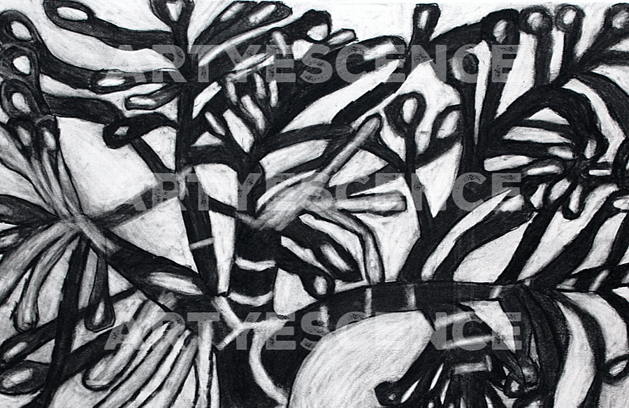 Charcoal Drawing of a Gollum Jade Succulent Plant product image (1)