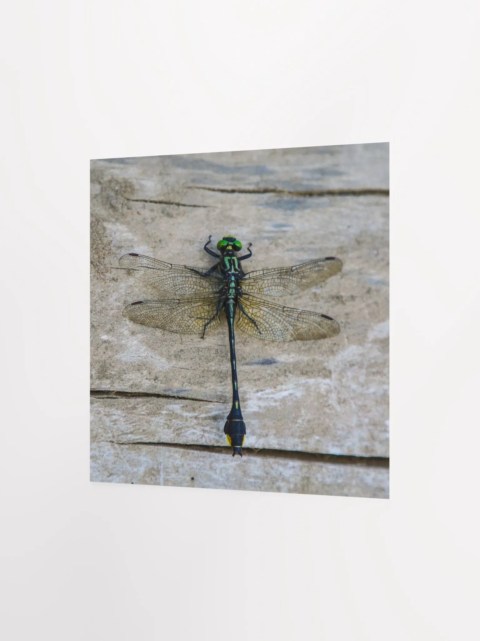 Dragonfly - Poster product image (7)