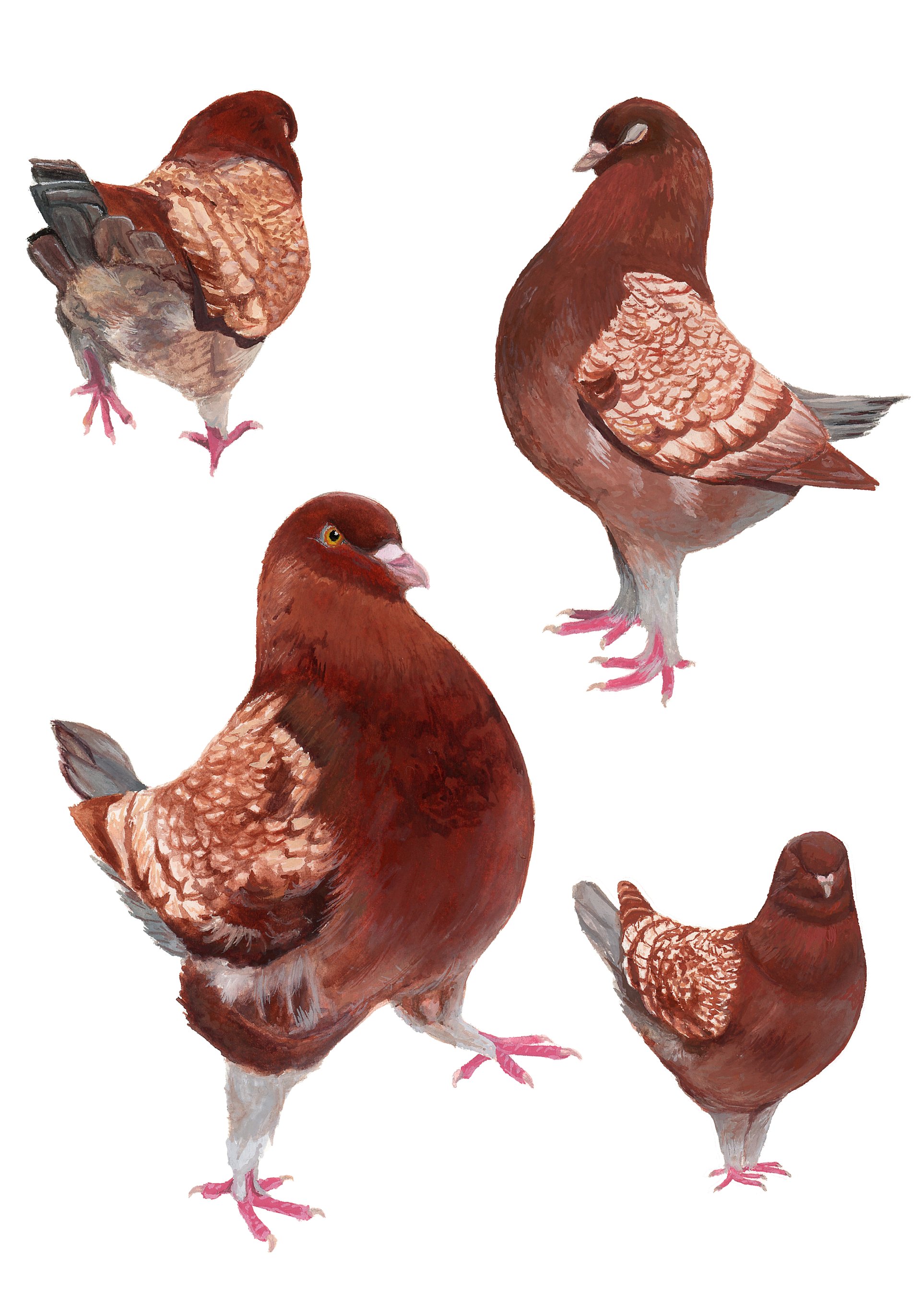 Merlot the Pigeon - giclée print product image (1)