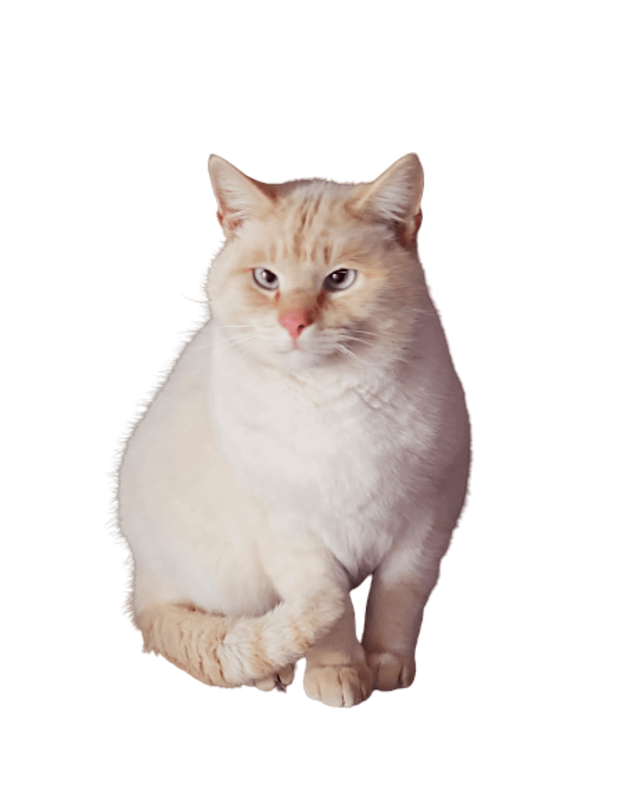Paws The Cat T Shirt product image (7)