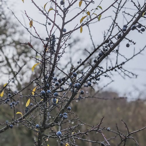 Winter is definitely on its way! Nothing beats a Sunday morning stroll in the dewy fields to clear the lungs.
