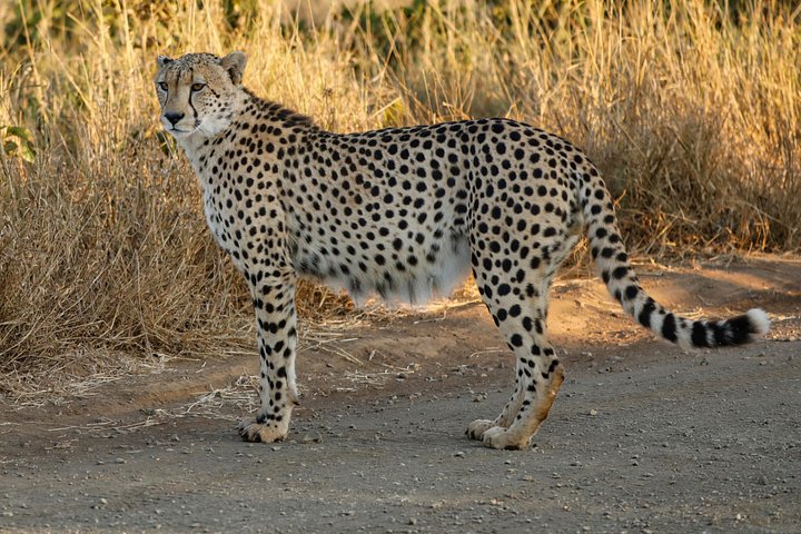 Cheetah product image (1)