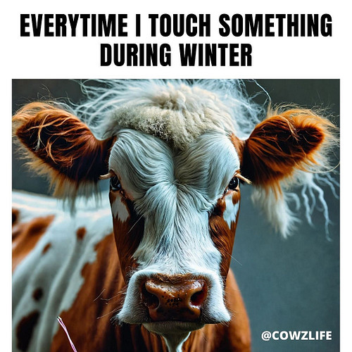 Winter time reality … 
#staticelectricity #wintermemes #cowmemes #cowsallday #cowsfordays #cowsofinstagram #cowstagram #cowlo...