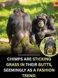 IYKYK product image (2)