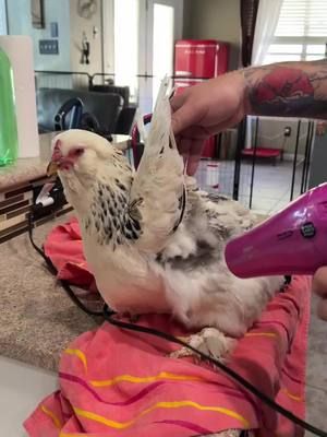 Someone needed a spa day 🤣 #chicken #backyardchickens #chickenbath #spaday 