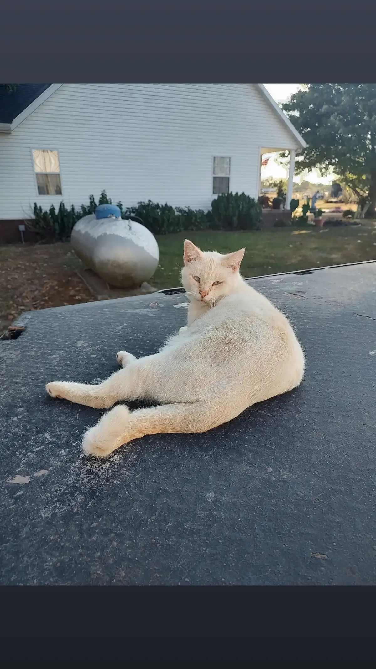 #cats #catsoftiktok #MAGA