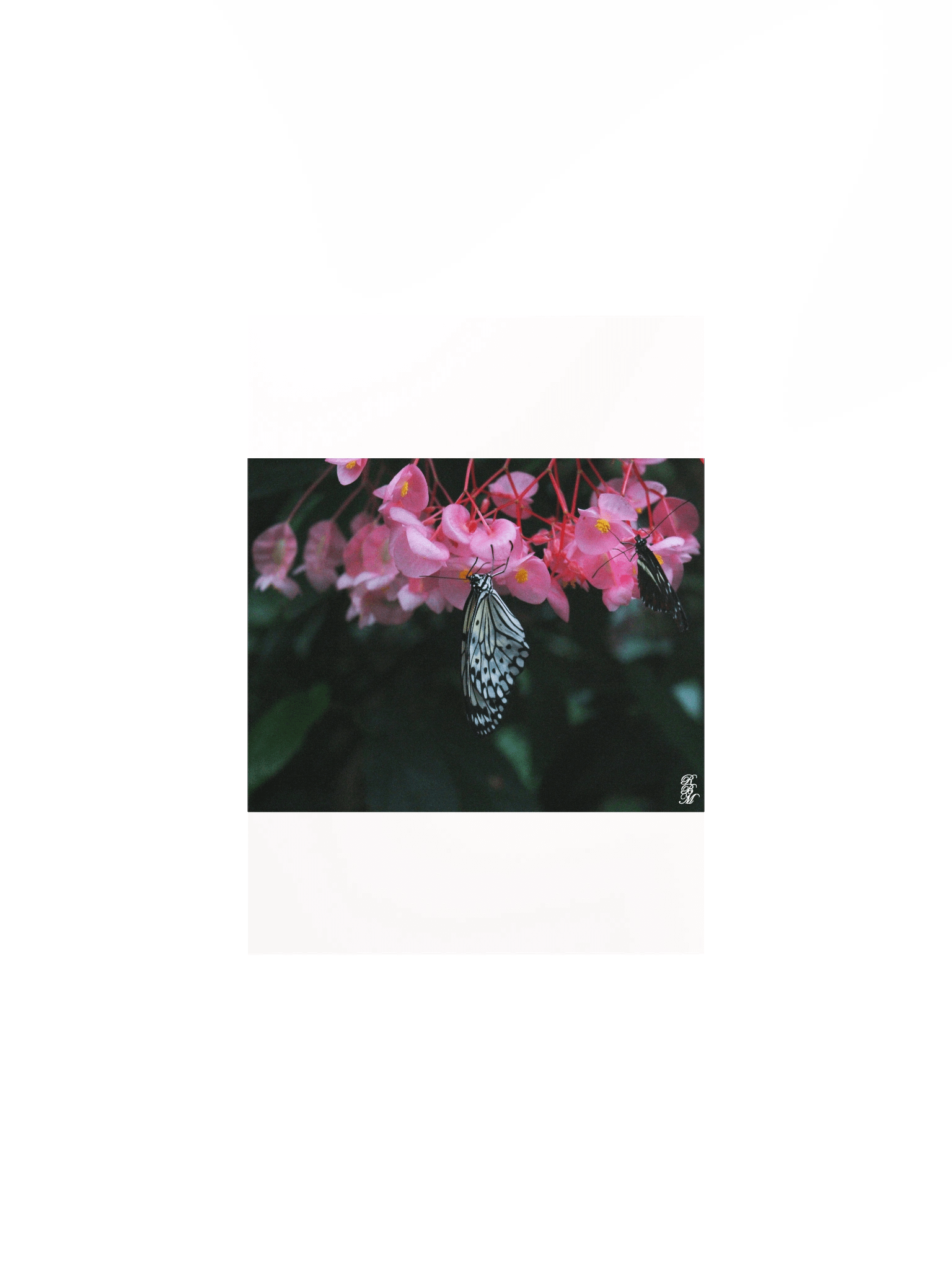 Butterfly Hanging from Flowers product image (1)