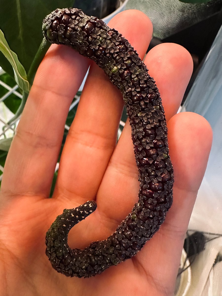Anthurium Forgetii x self product image (5)