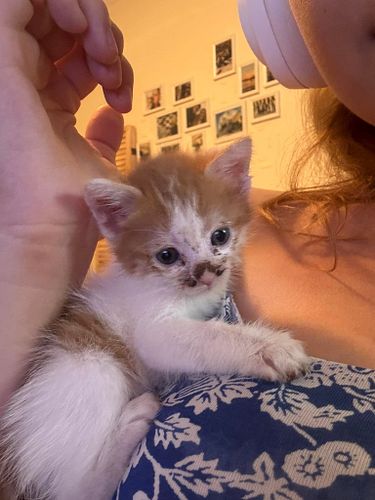 We picked up some cats from the street who didn't have a mother, two already got adopted and we are still looking for a home ...