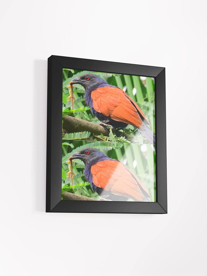 IUCAA Birds Photos product image (5)