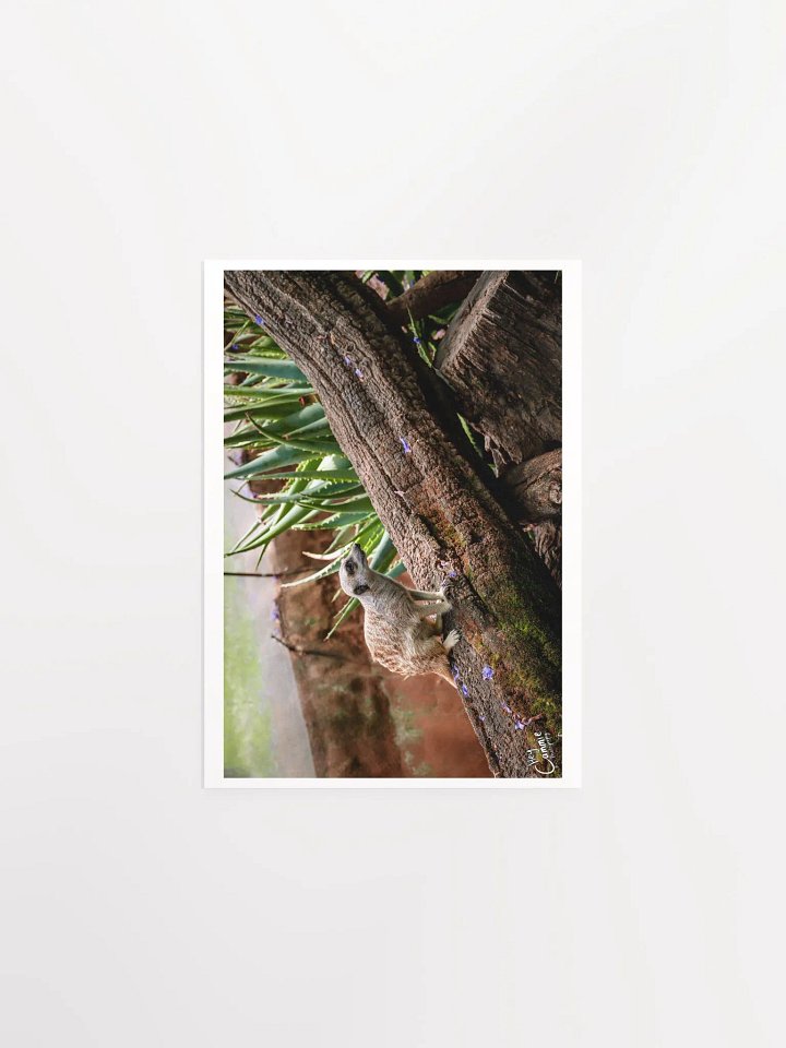 Meerkat Watch - Print product image (1)