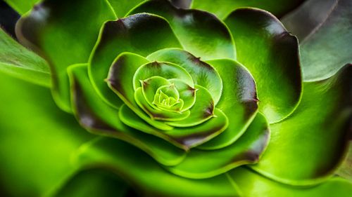 A close-up of a purple rose tree aeonium (Aeonium arboreum ‘Atropurpureum’) in the desert room of Phipps Conservatory in Pitt...