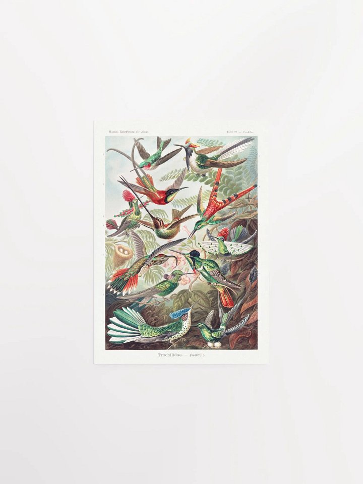 Kolibris product image (3)