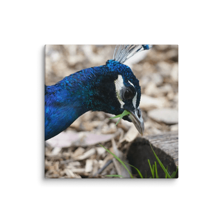 Peacock Canvas product image (1)