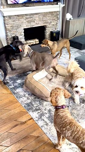 Can mum do some workouts? 😳🙄
#weimaraner__daily #weimaranerpuppy #weimaranerlove #weimaranerlife #weimaranerworld #weimaraner...