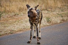 Wildlife at Oumaat