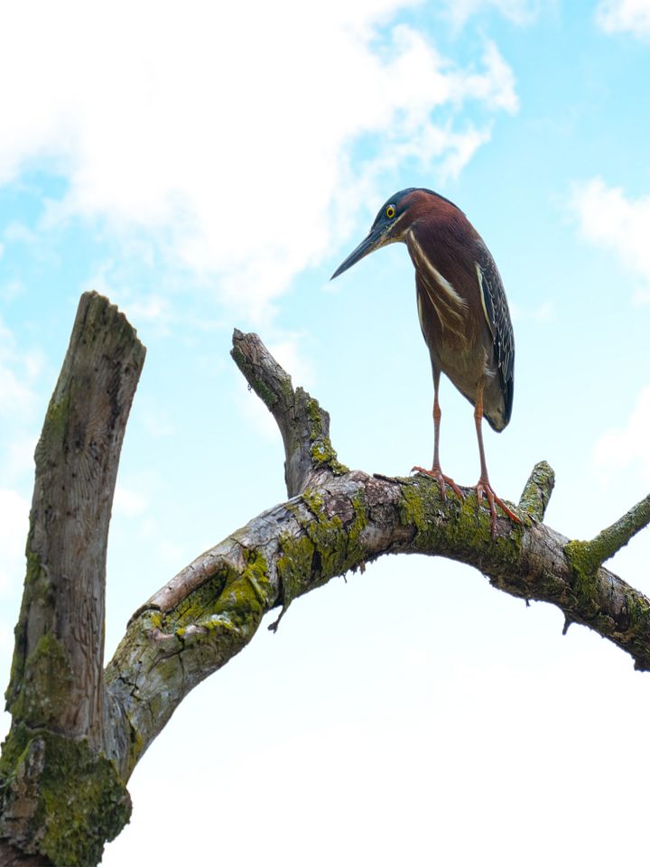 Green Heron product image (1)