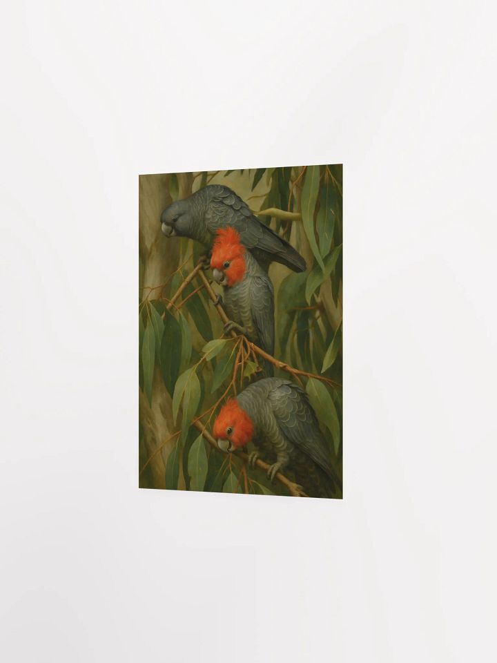 Gang Gang Cockatoos. product image (6)
