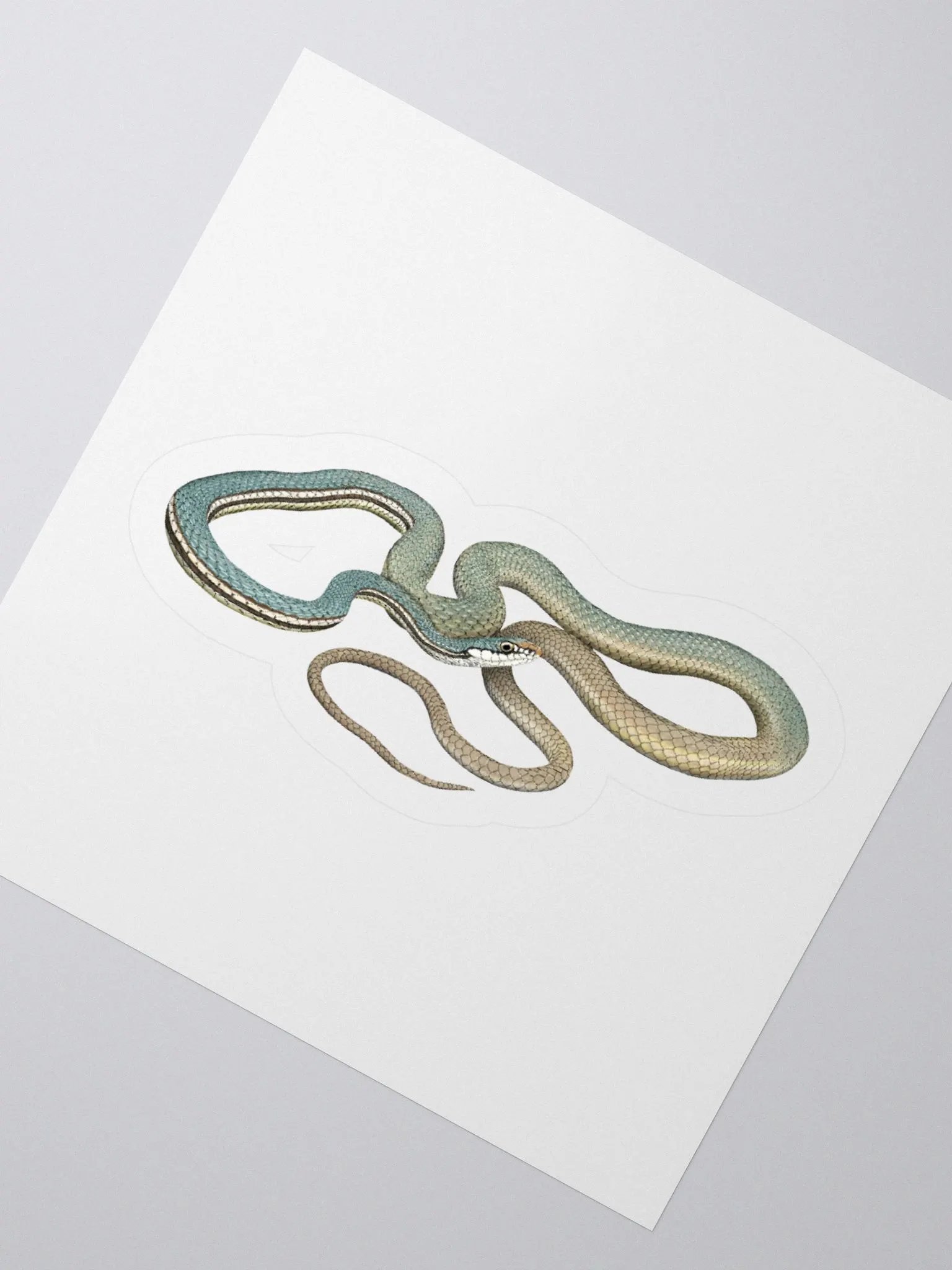 Die-Cut Sticker – Sonoran Whipsnake product image (2)