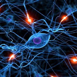 Neural Network