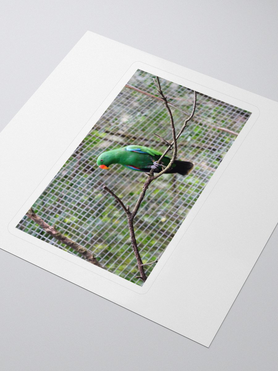 Vibrant Parrot Kiss Cut Stickers product image (3)