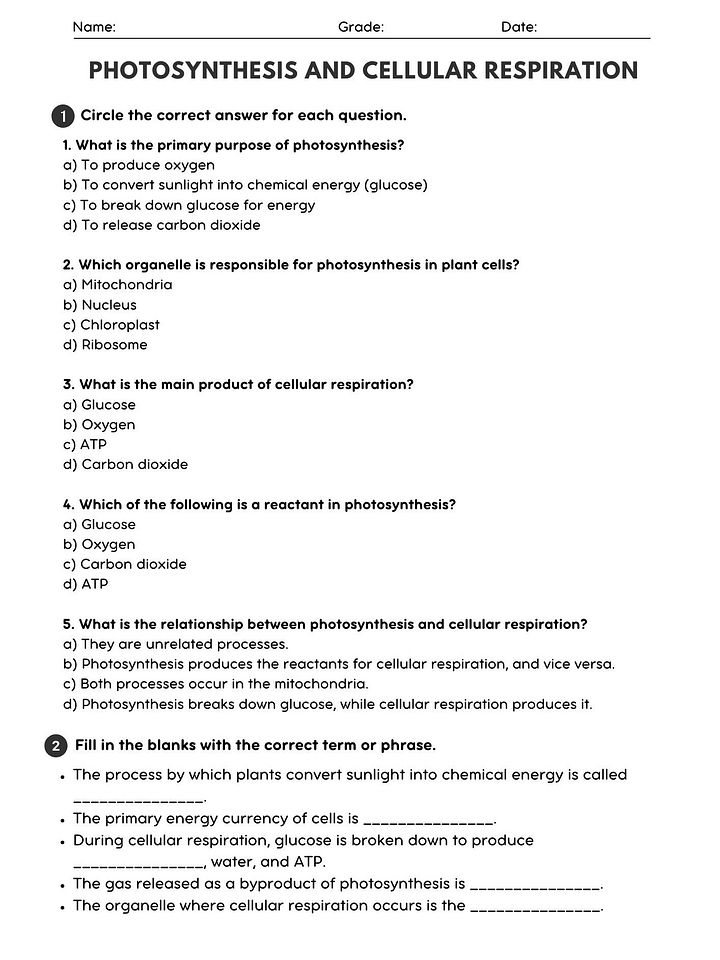 Photosynthesis and Cellular Respiration Worksheet - Biology Activity product image (1)