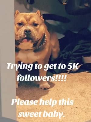 Iam starting my own business but need to reach 1000 followers. 5000 would be amazing though! #help #cutebaby #bully #dogsoftiktok #bulldogsoftiktok #americanbully #5k #dogs #fyp #foryoupage #fypシ 