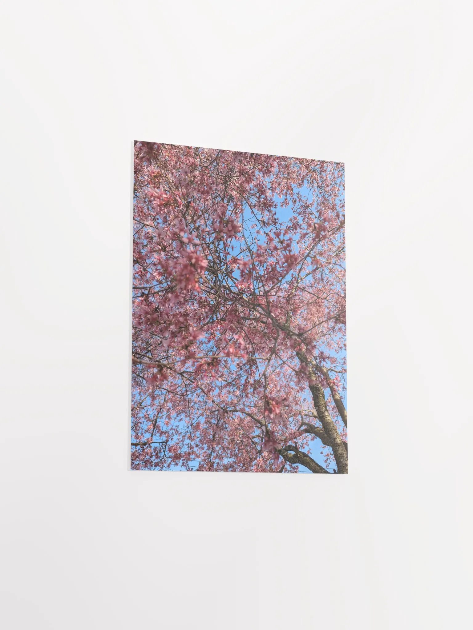 Blossom Canopy Poster product image (3)
