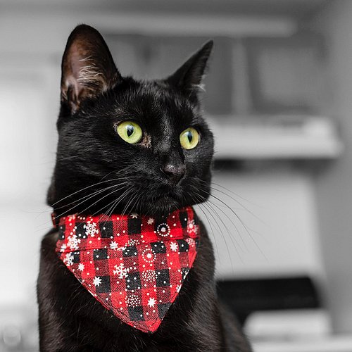 🎄🎁 MERRY CATMAS! 🎁🎄

#GothamKitty #xmas #blackcat