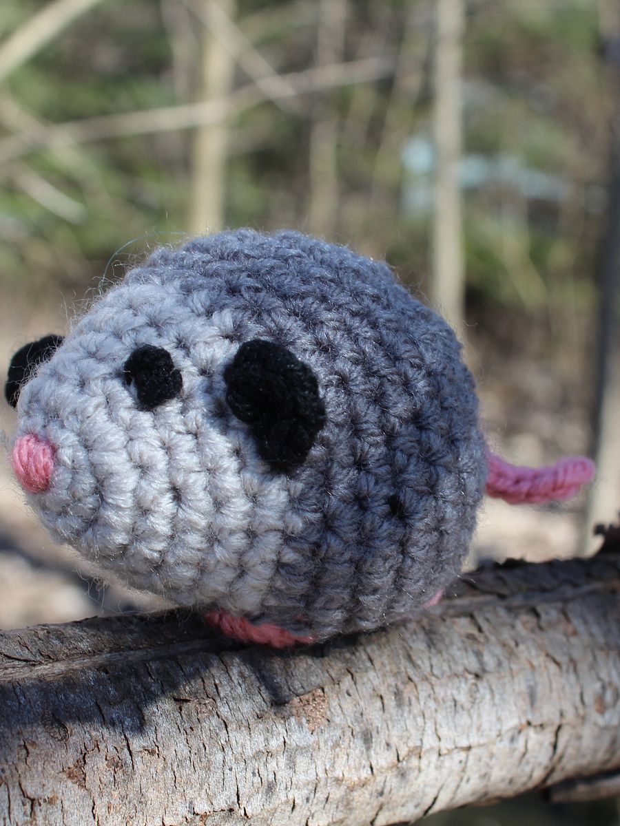 Curious Opossum product image (1)