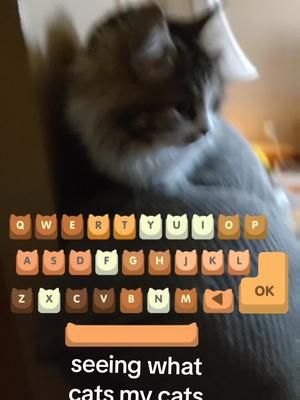 they almost swapped colors #fyp #trends #catsoftiktok 