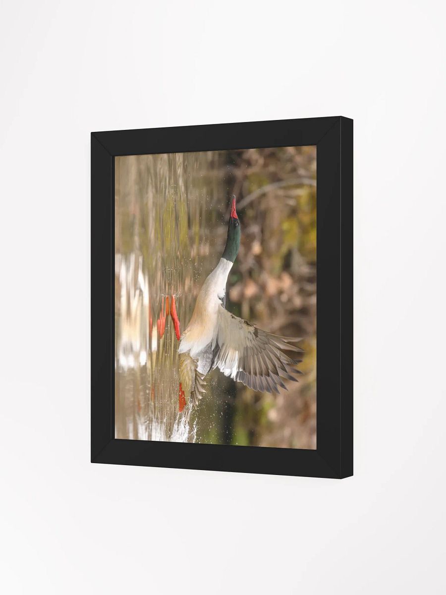 Gliding Merganser product image (38)