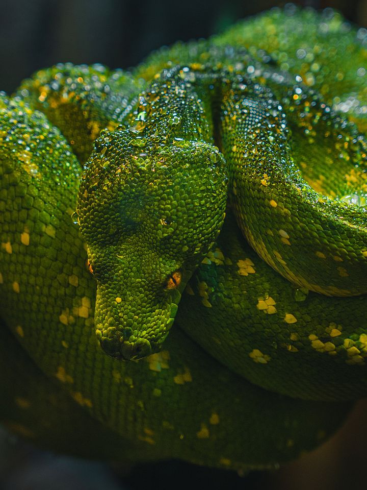 Green Tree Python #2 product image (1)