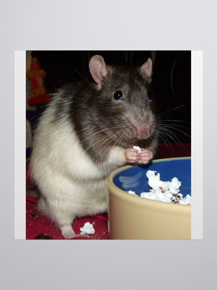 popcorn rat sticker product image (2)