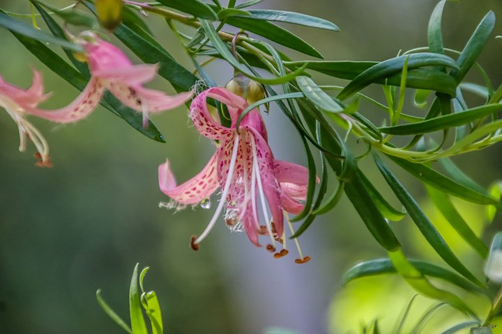 🌼 Fine Art – Japanese Lily – The Velvet-Gowned Criminal (EN/FR) product image (1)