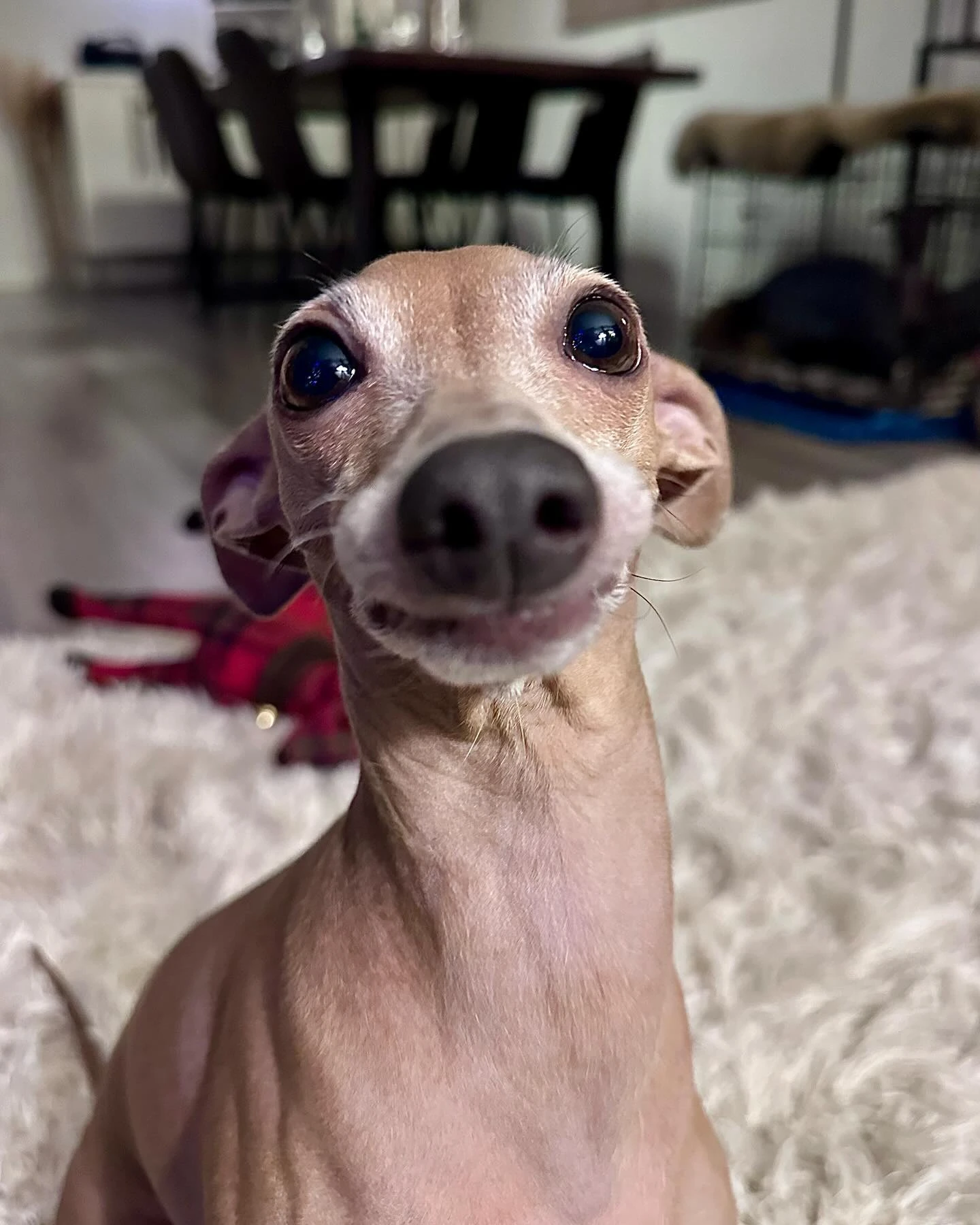 All Honey wants for Christmas is her two front teeth back. 🥹

#italiangreyhound #alliwantforchristmas #iggy #sighthounds #boo...