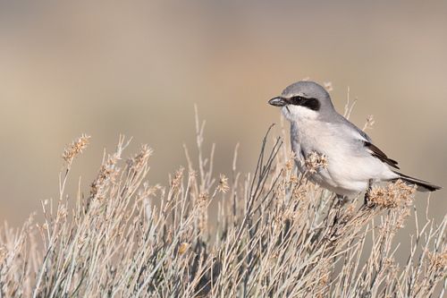 Loggerhead Shrike
*
*
This is one of the most metal birds in nature. It's a predatory songbird that pins it's prey on thorns ...