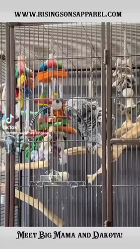 Meet Big Mama and Dakota!!#reels #africangrey #ridingwiththerisingson #veteranownedbusiness #veteran #
